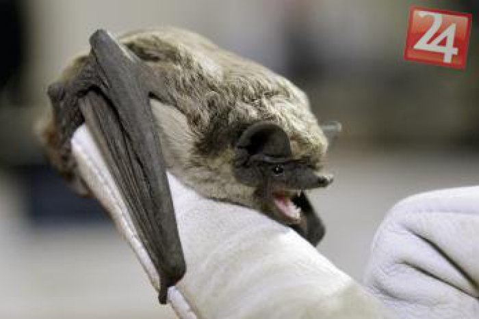 Ilustračný obrázok k článku Žilinská Noc s netopiermi: Lietajúce cicavce ponúknu fascinujúci zážitok