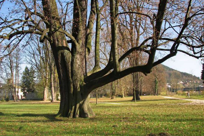 Ilustračný obrázok k článku Zažil ešte vládu Márie Terézie, no i dve svetové vojny: Toto je on, najstarší strom v Žiline