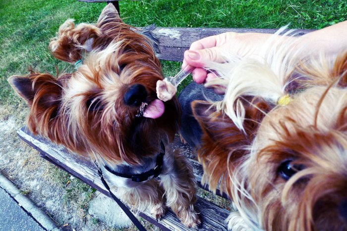 Ilustračný obrázok k článku Je medzi nimi aj váš štvornohý miláčik? TOP 10 najobľúbenejších plemien psov v Žiline
