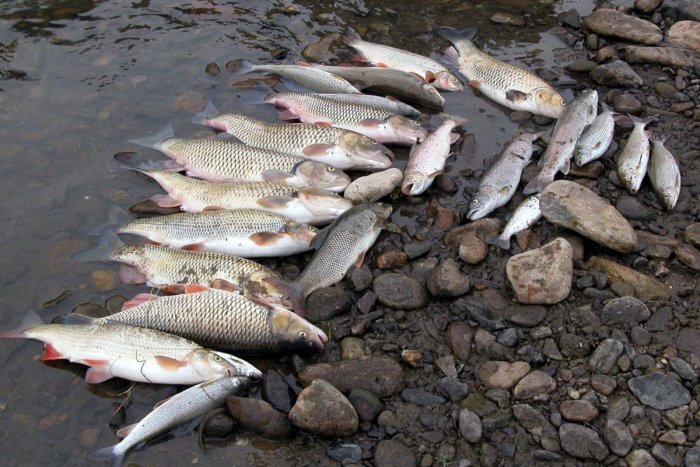 Ilustračný obrázok k článku Pri Hričove vypustia vodný kanál: Hrozí úhyn rýb?