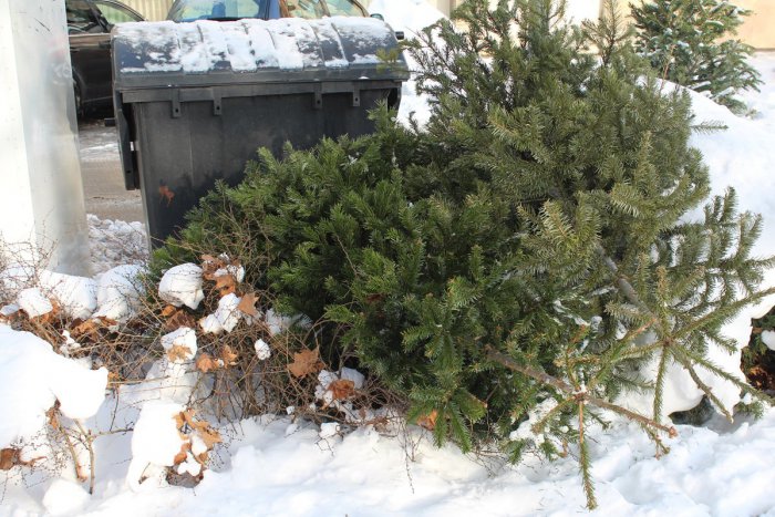 Ilustračný obrázok k článku Čo si počať s vianočným stromčekom: Žilinčanom ho odvezie mesto
