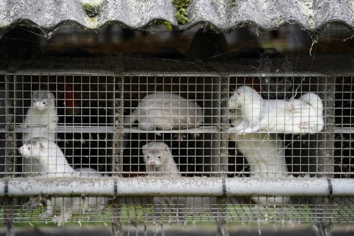 Ilustračný obrázok k článku Zmutovaný koronavírus na kožušinovej farme? Ochranári bijú na poplach, takto reaguje ministerstvo