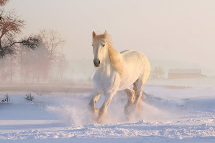 Ilustračný obrázok k článku Chodieva na Liptove Martin na bielom koni? Vedci sa pozreli na známe pranostiky