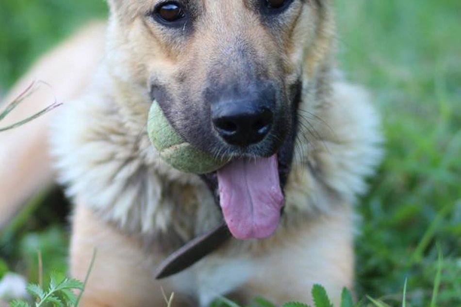 V žilinskom útulku čaká na adopciu momentálne 22 psíkov