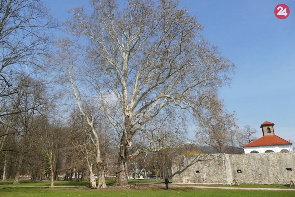 Pri Budatínskom hrade rastie 250 ročný Platan javorolistý